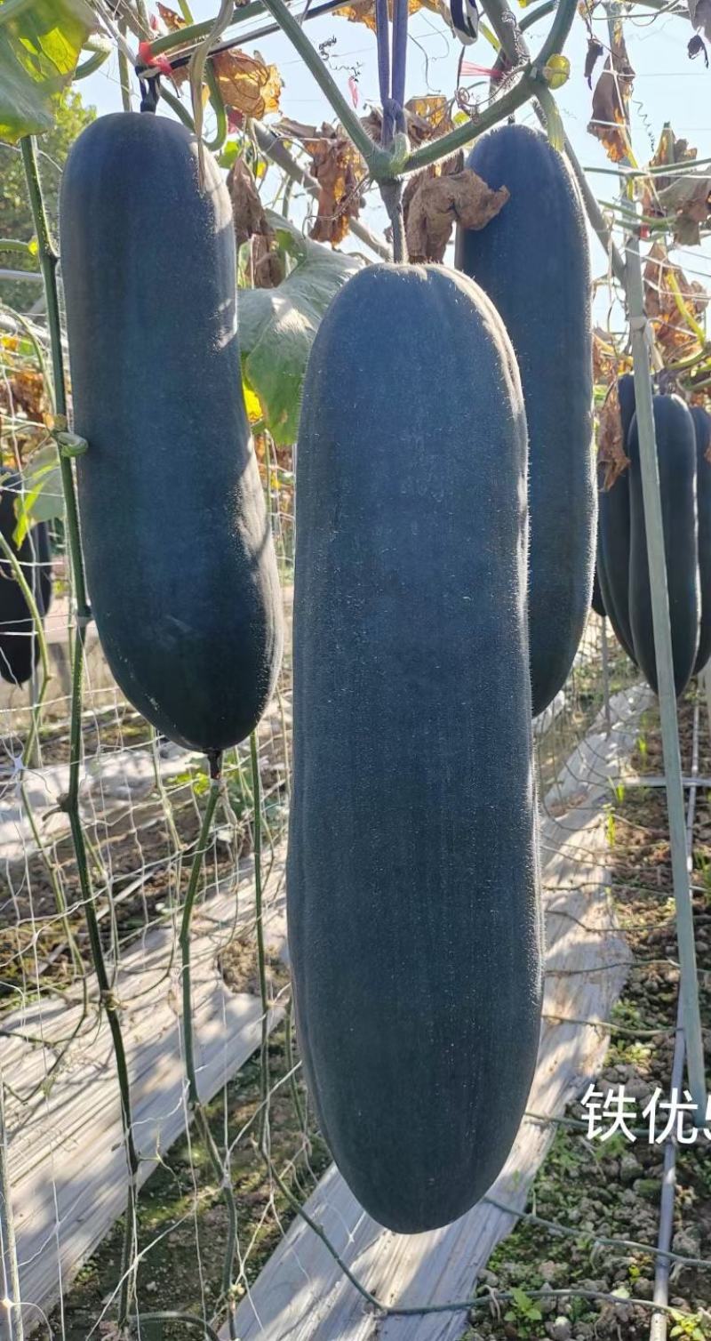 黑皮冬瓜种子领先黑皮王广东金记种业大果型高产量黑皮