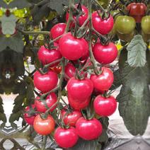 台湾红圣女番茄种子是农家庭院房前屋后自食自用理想品种