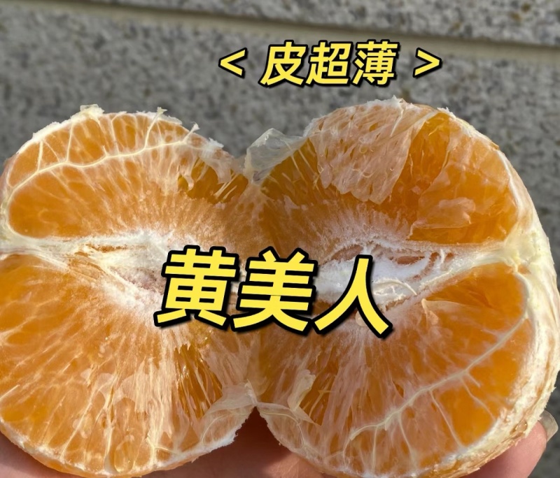 【精品】黄美人柑桔苗爱媛68柑桔苗，浙江象山柑桔苗