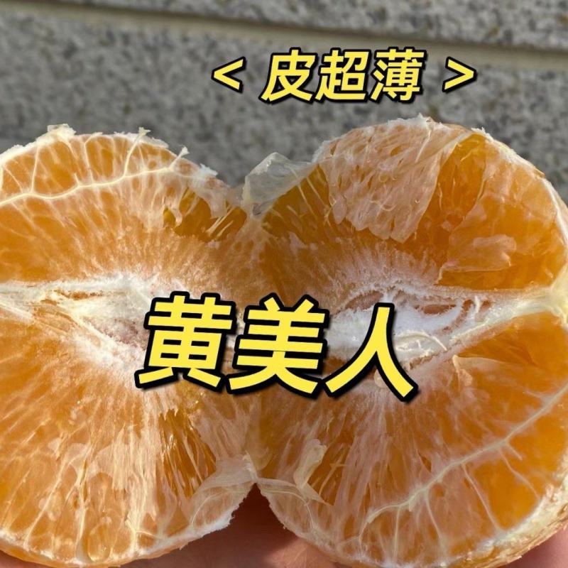 【精品】黄美人柑桔苗爱媛68柑桔苗，浙江象山柑桔苗