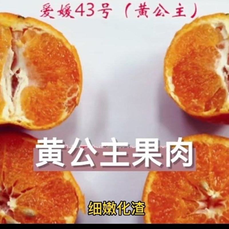 爱媛43柑橘苗柑桔苗黄公主