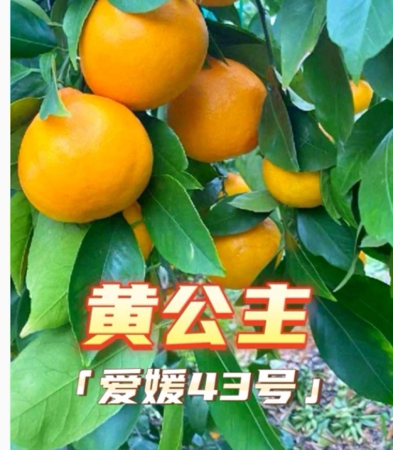 爱媛43柑橘苗柑桔苗黄公主