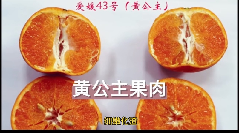 爱媛43柑橘苗柑桔苗黄公主