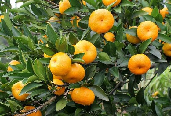 一片郁郁葱葱的夏橙果园,挂满金黄色果实的树木在阳光下闪耀 夏橙果园