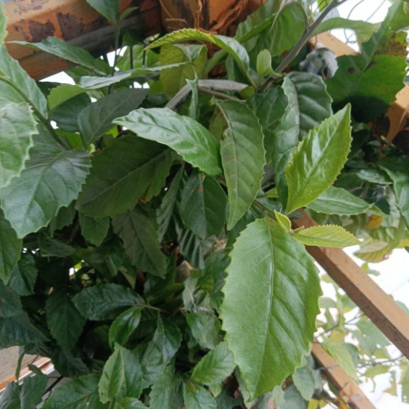 正宗农家自种的苦丁茶苗新鲜壮苗二棵为一件包邮。