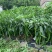基地直供二荆条，八号线椒苗牛角椒苗螺丝椒苗茄子苗