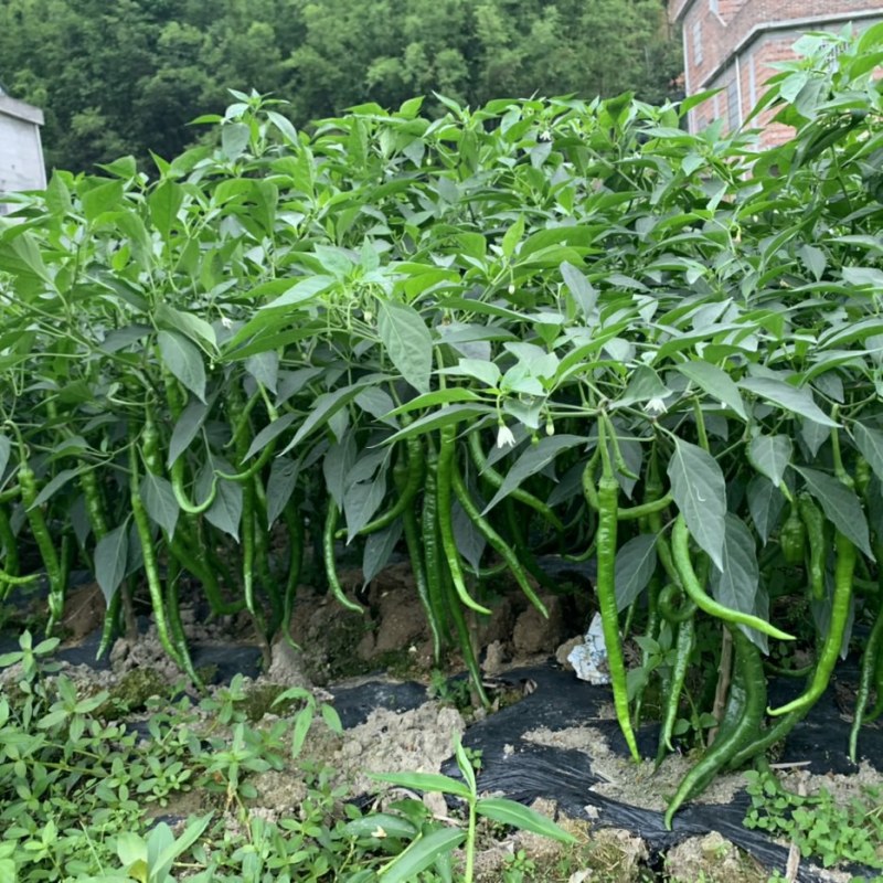 基地直供二荆条，八号线椒苗牛角椒苗螺丝椒苗茄子苗