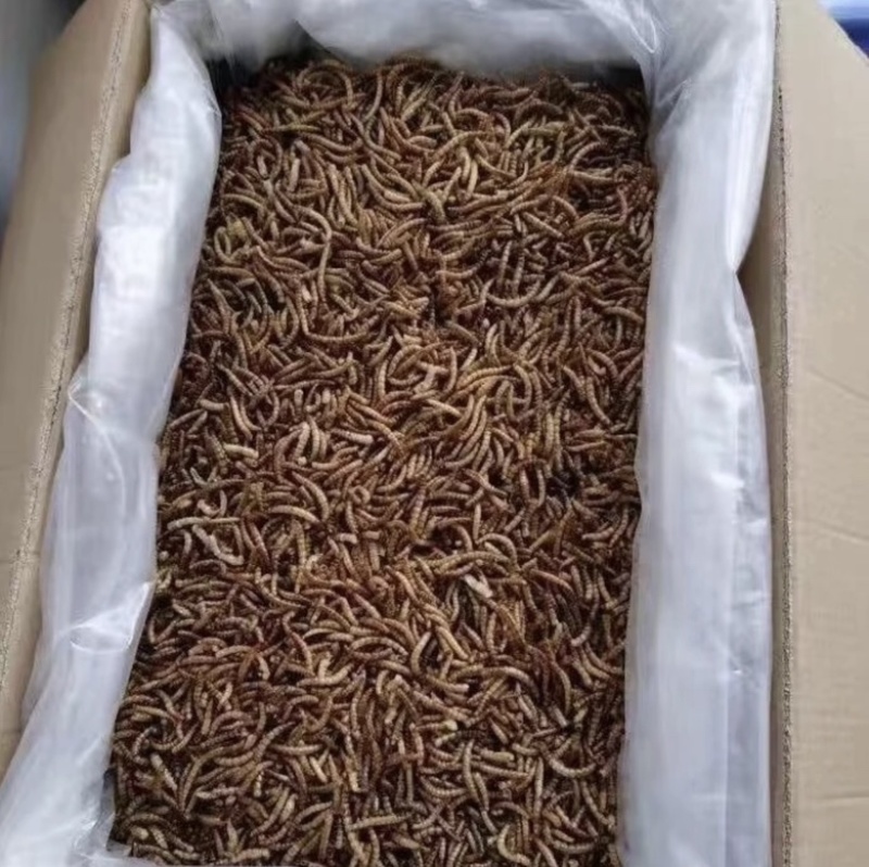 黄粉虫面包虫干品活体长年大量供应，源头养殖厂