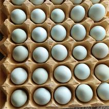 湖北省武汉市新洲区初生黑25一28斤鸡场直发支持物流