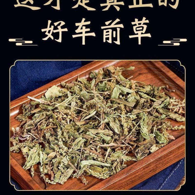 车前草中药材车前草水洗车前草干货野生猪耳朵秧车茶草平车前