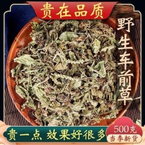 车前草中药材车前草水洗车前草干货野生猪耳朵秧车茶草平车前