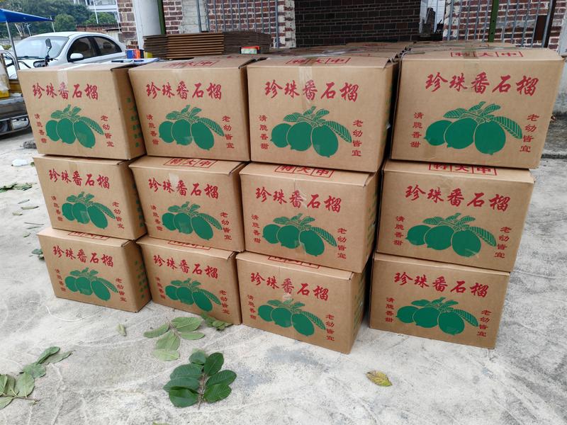 广东优质白心番石榴，产地供应，支持视频看货长期供应电商
