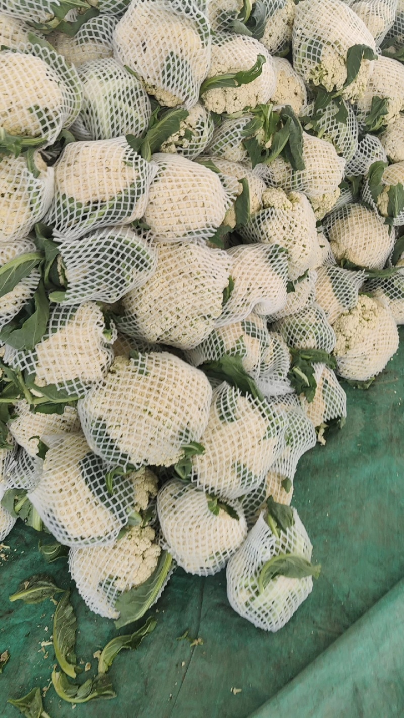 红花镇有机花，松花菜，白面青梗一手货源品质保证量大从优