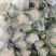 红花镇有机花，松花菜，白面青梗一手货源品质保证量大从优