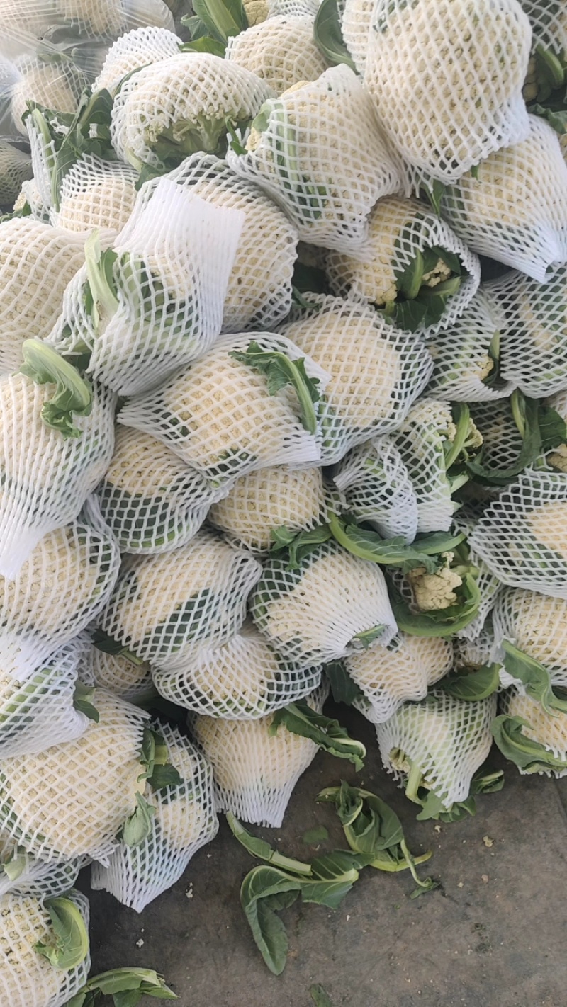 红花镇有机花，松花菜，白面青梗一手货源品质保证量大从优