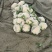 红花镇有机花，松花菜，白面青梗一手货源品质保证量大从优