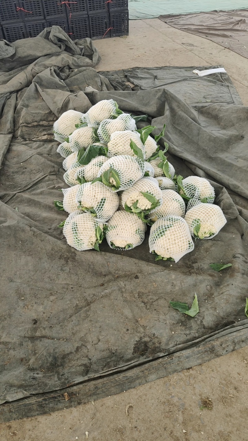 红花镇有机花，松花菜，白面青梗一手货源品质保证量大从优