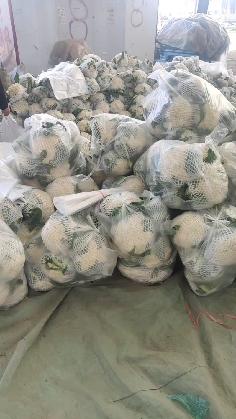 红花镇有机花，松花菜，白面青梗一手货源品质保证量大从优