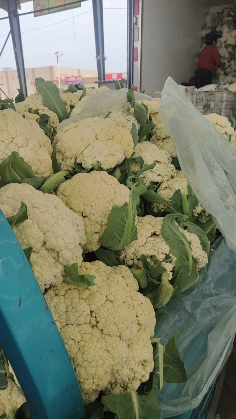 红花镇有机花，松花菜，白面青梗一手货源品质保证量大从优