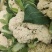红花镇有机花，松花菜，白面青梗一手货源品质保证量大从优