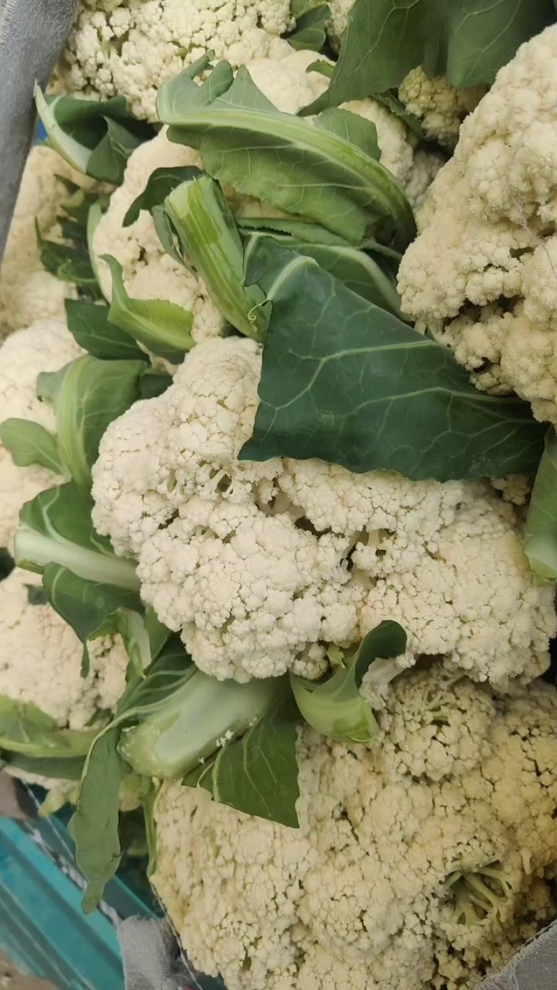 红花镇有机花，松花菜，白面青梗一手货源品质保证量大从优