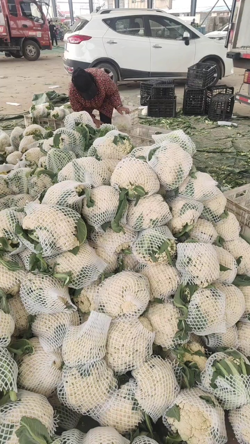 红花镇有机花，松花菜，白面青梗一手货源品质保证量大从优