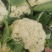 红花镇有机花，松花菜，白面青梗一手货源品质保证量大从优