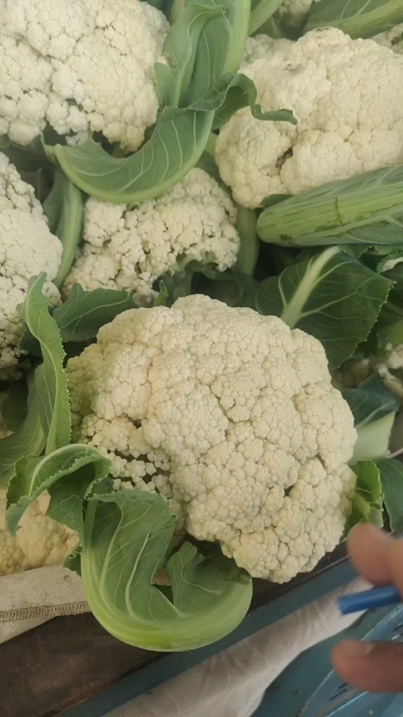 红花镇有机花，松花菜，白面青梗一手货源品质保证量大从优