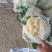 红花镇有机花，松花菜，白面青梗一手货源品质保证量大从优
