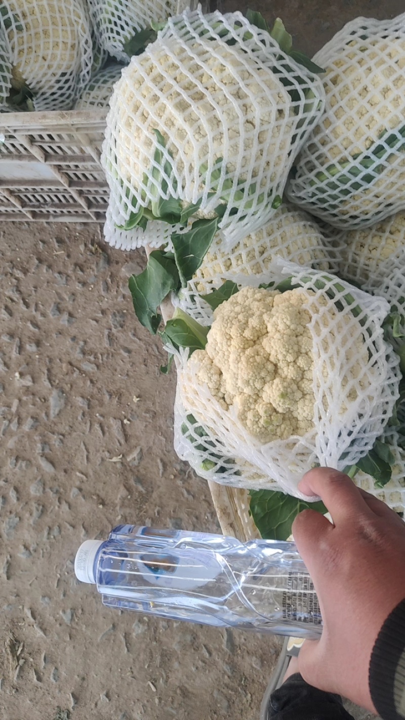 红花镇有机花，松花菜，白面青梗一手货源品质保证量大从优
