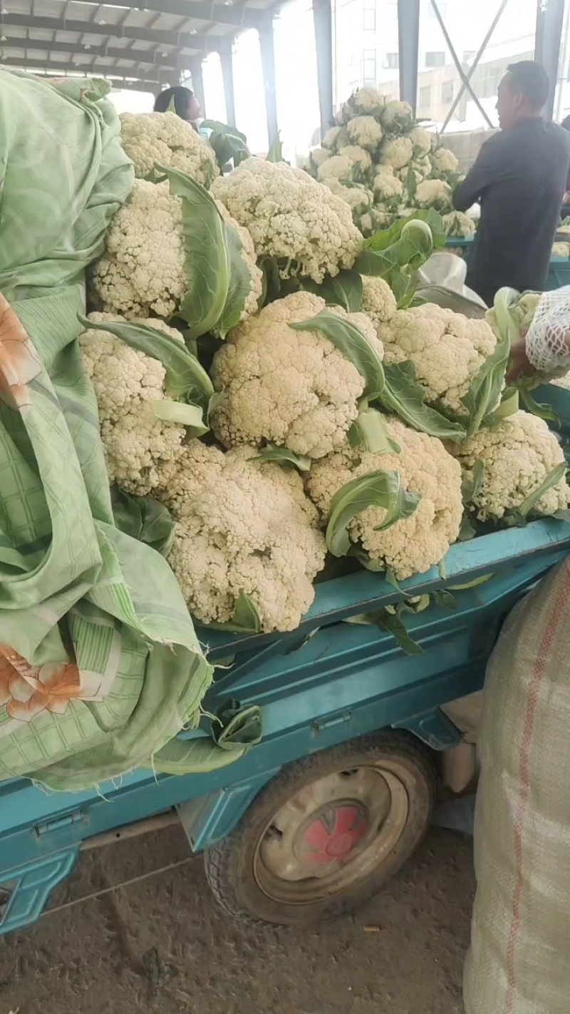 红花镇有机花，松花菜，白面青梗一手货源品质保证量大从优