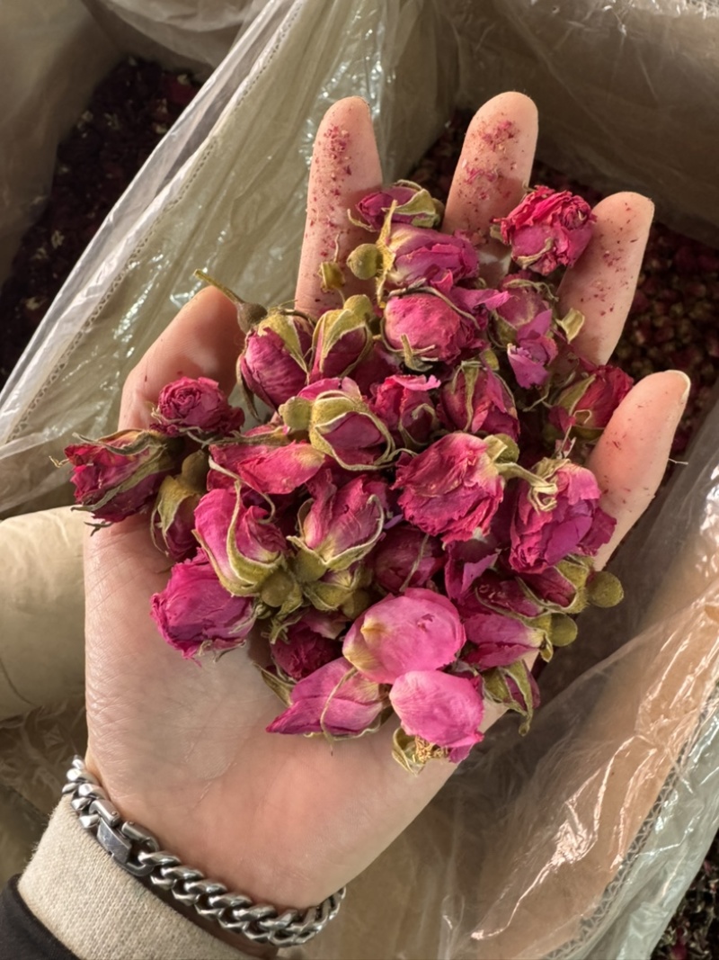 玫瑰花山东平阴玫瑰花干玫瑰玫瑰金边玫瑰实物拍摄