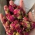 玫瑰花山东平阴玫瑰花干玫瑰玫瑰金边玫瑰实物拍摄