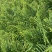 余甘果滇橄榄柿饼甜油甘玻璃甘水晶橄榄