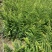 余甘果滇橄榄柿饼甜油甘玻璃甘水晶橄榄