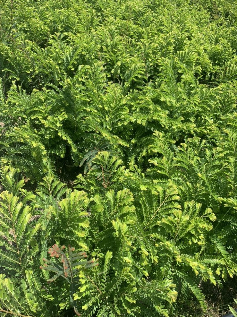 余甘果滇橄榄柿饼甜油甘玻璃甘水晶橄榄