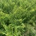 余甘果滇橄榄柿饼甜油甘玻璃甘水晶橄榄