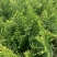 余甘果滇橄榄柿饼甜油甘玻璃甘水晶橄榄