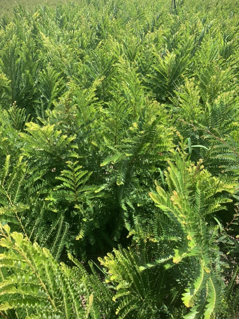 余甘果滇橄榄柿饼甜油甘玻璃甘水晶橄榄