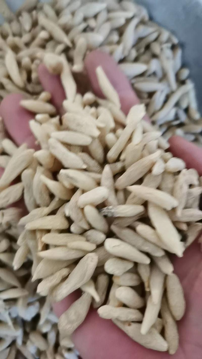 山东菏泽精品麦冬，品质保证，支持视频看货选购