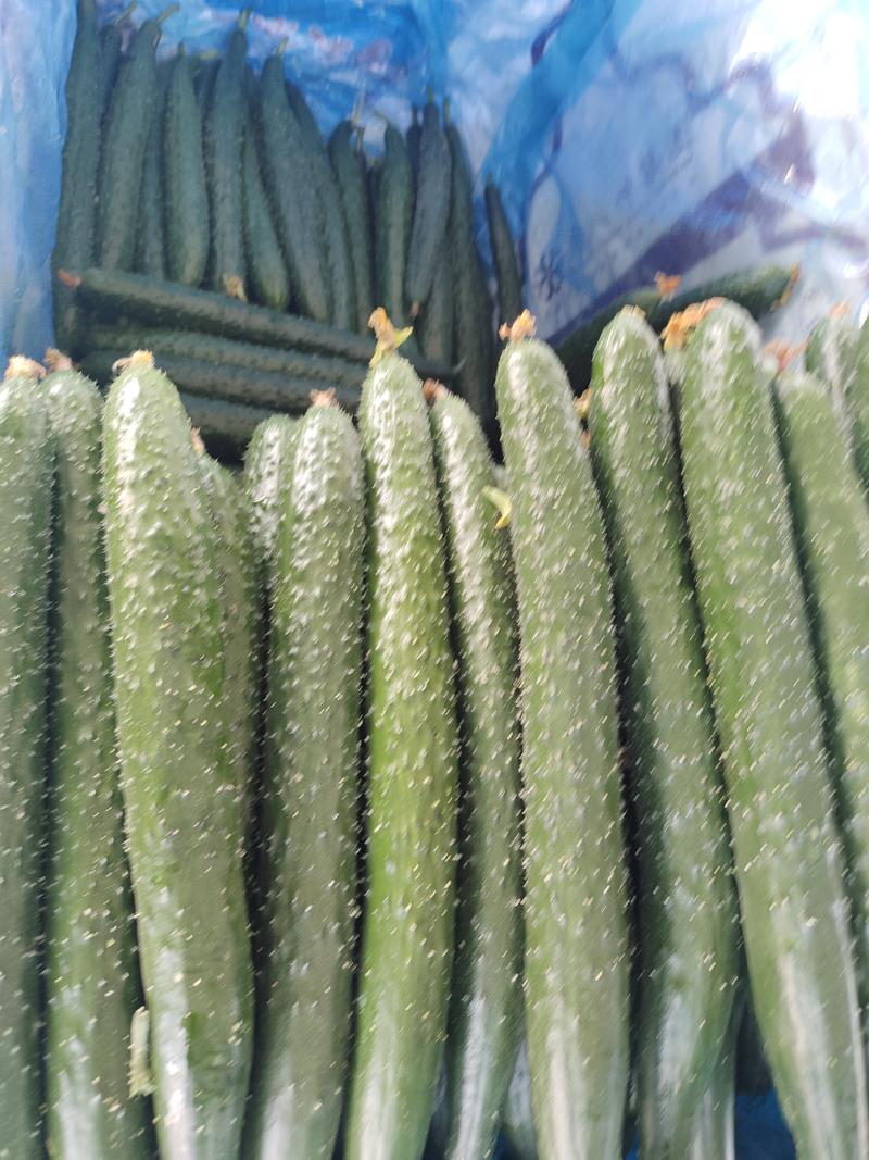【精品】密刺黄瓜大量上市产地直发质量保证货源充足