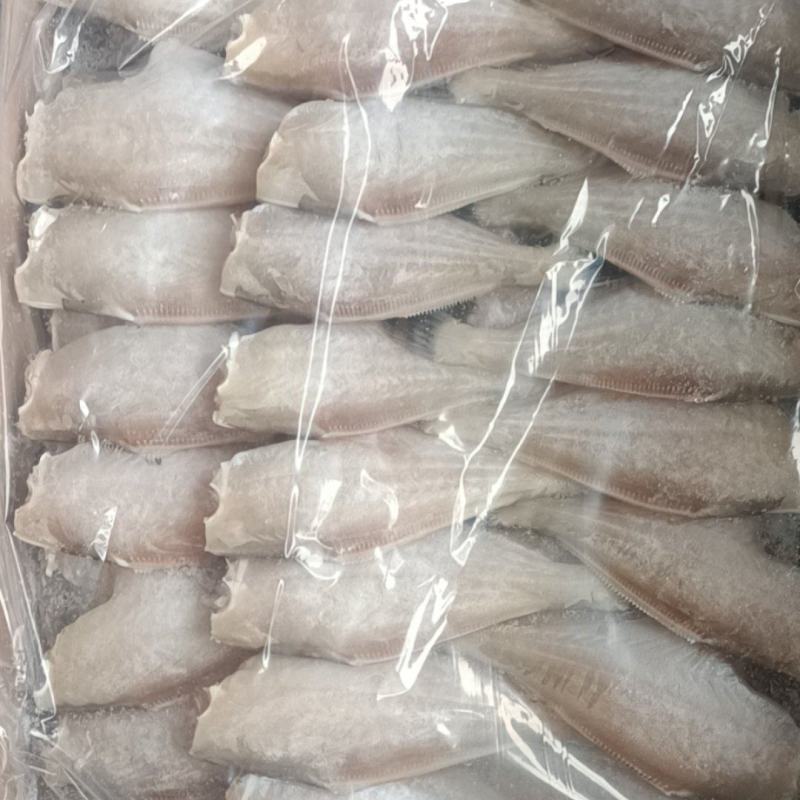 【马面鱼】蚝鱼规格齐全物美价廉优质货源欢迎咨询
