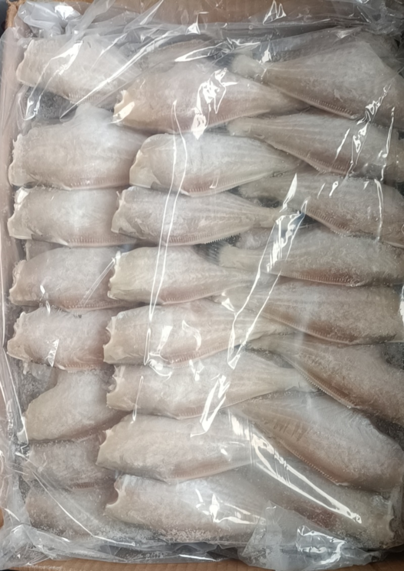 【马面鱼】蚝鱼规格齐全物美价廉优质货源欢迎咨询