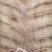 【马面鱼】蚝鱼规格齐全物美价廉优质货源欢迎咨询
