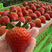 丹东红颜草莓九九草莓货源充足口感细腻品质保证