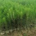 湿地松1一20公分