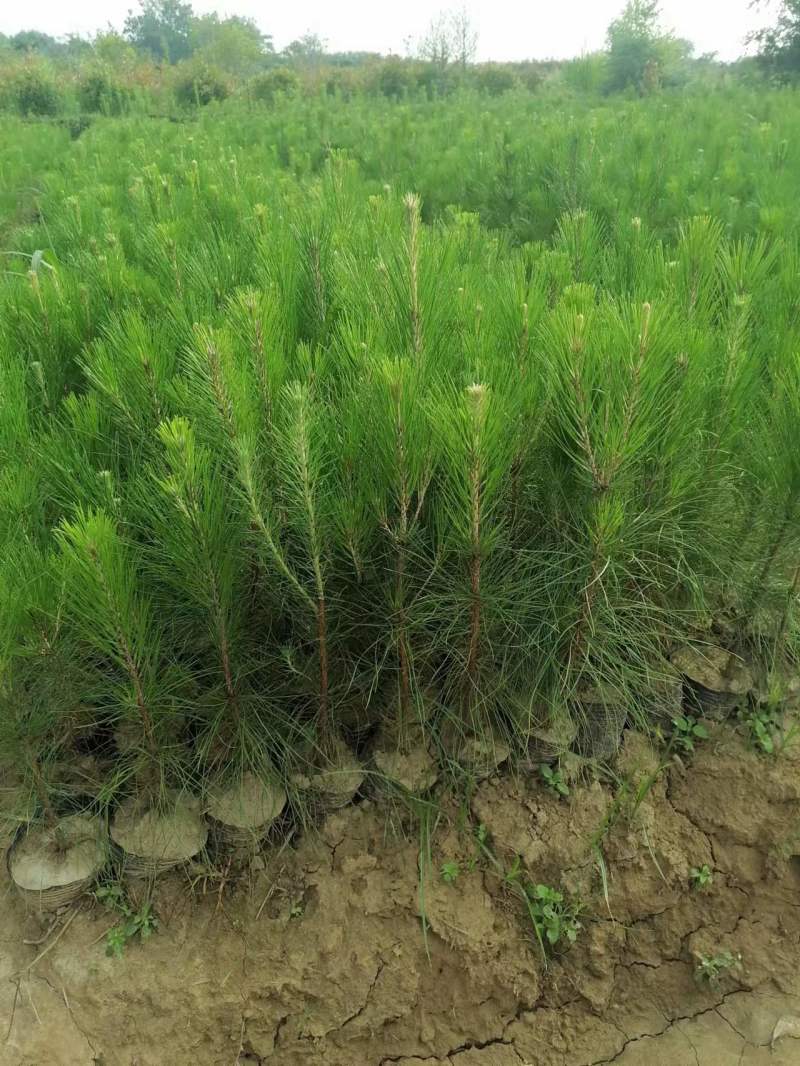 湿地松1一20公分