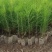 湿地松1一20公分