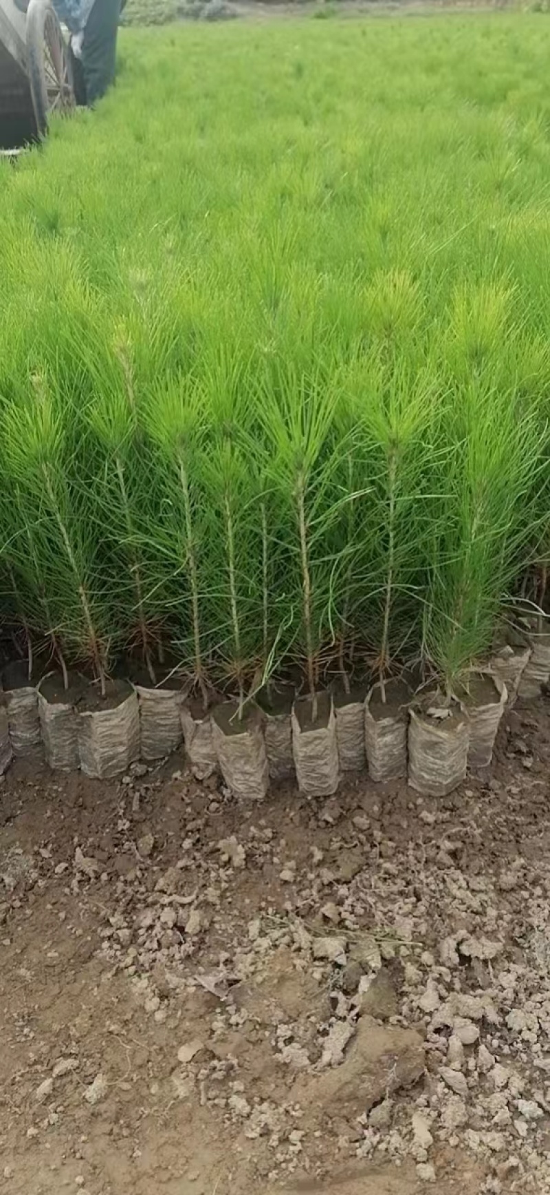 湿地松1一20公分