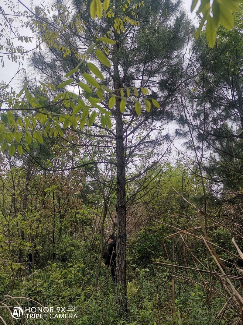 湿地松1一20公分